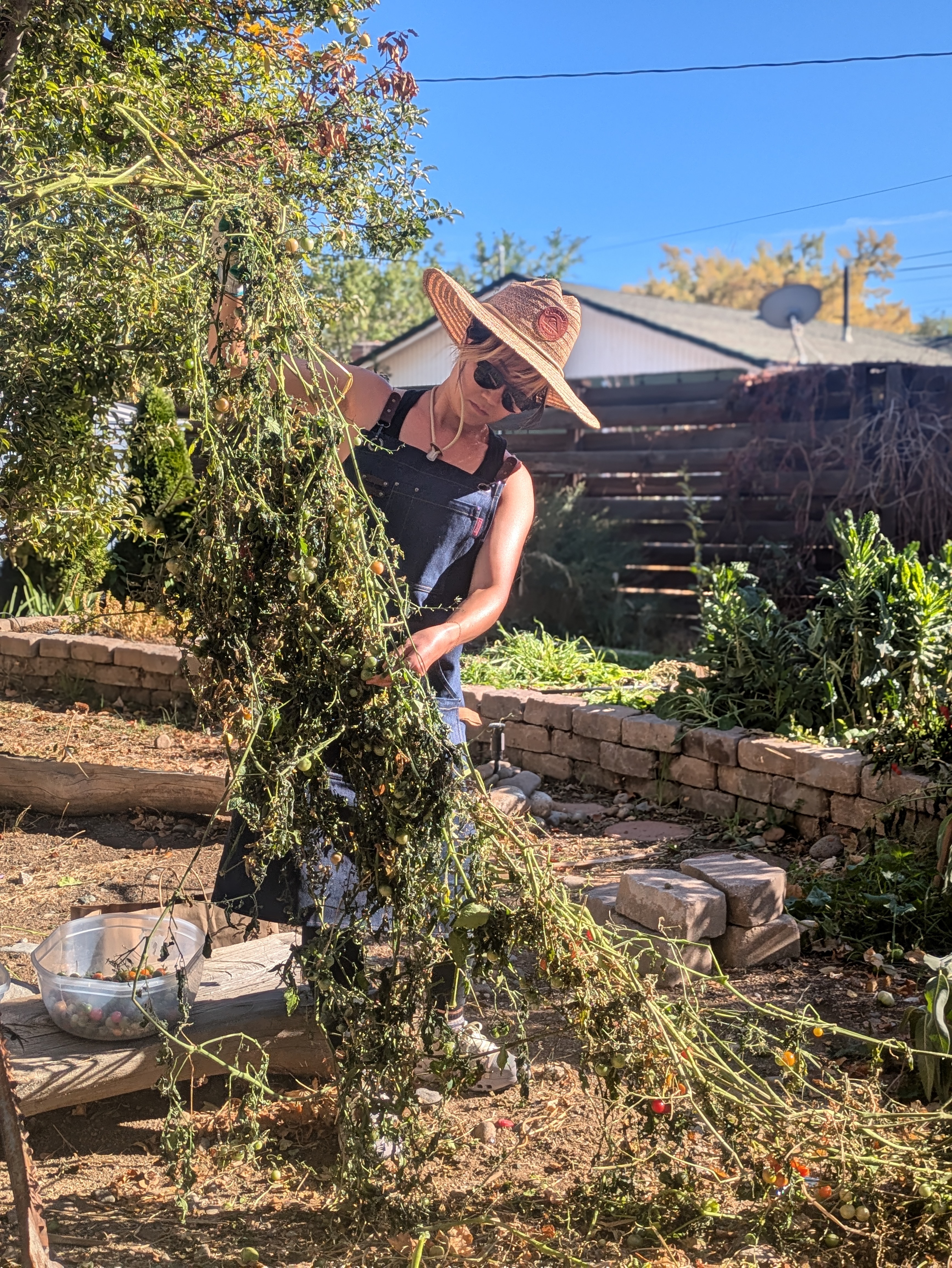 Tomato harvest in Reno